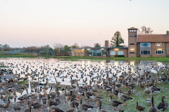 Wild Bird Feed at WWT Slimbridge with Scott House Museum in the background. Credit WWT and Amy Alsop.jpg
